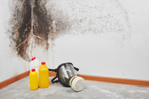 Best Residential Mold Removal  in Tamiami, FL