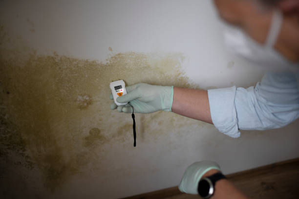 Best Attic Mold Removal  in Tamiami, FL