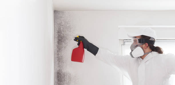 Best Certified Mold Removal  in Tamiami, FL