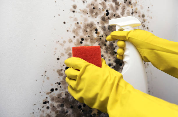 Best Commercial Mold Removal  in Tamiami, FL