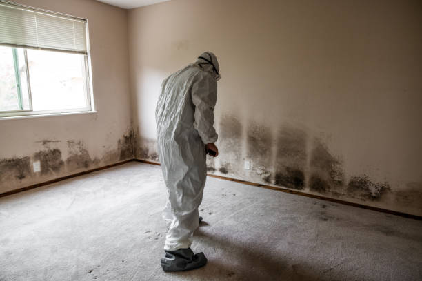 Best Attic Mold Removal  in Tamiami, FL