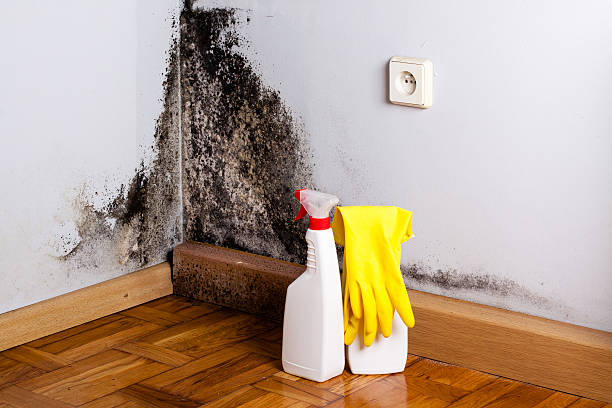 Best Mold Damage Repair  in Tamiami, FL