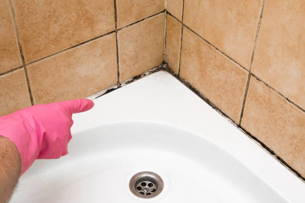 Best Black Mold Removal  in Tamiami, FL